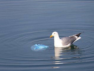 Great  Gull on the sea near a bag of rubbish