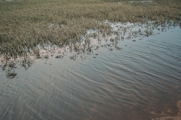 Flooded rice fields in Thailand