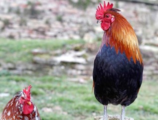 cock with the Red Crest looks suspiciously young hen