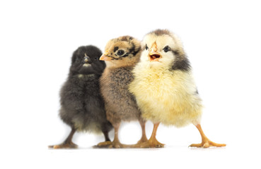 Colored chickens on a white background. Photo.