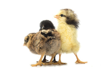 Colored chickens on a white background. Photo.