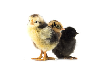 Colored chickens on a white background. Photo.