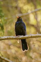 Common Blackbird