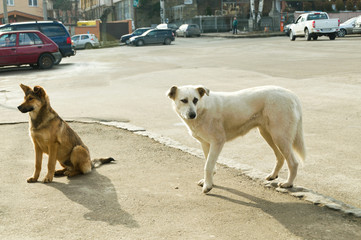 Stray dogs on street