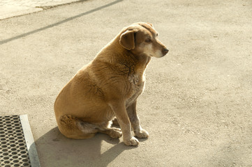 Stray dogs on street