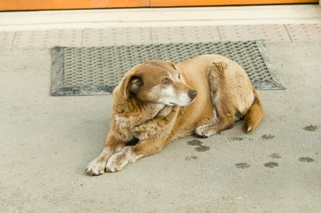 Stray dogs on street