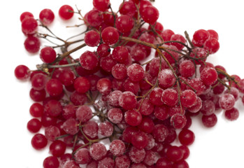 Frozen red viburnum berries on the plate. Photo.