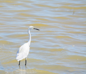 white heron in the water