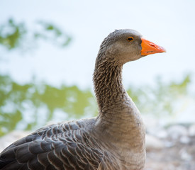 close up of a gray duck