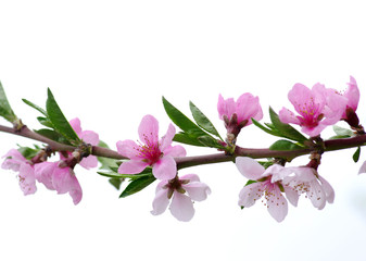 Obraz premium pink blossoms