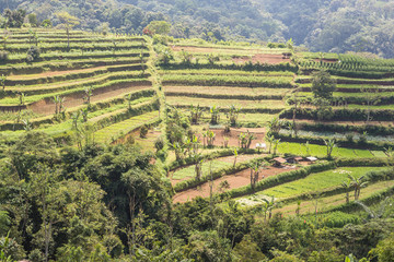 Fototapeta na wymiar Jatiluwih rice terraces in Bali