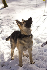 German Sheepdog on the snow