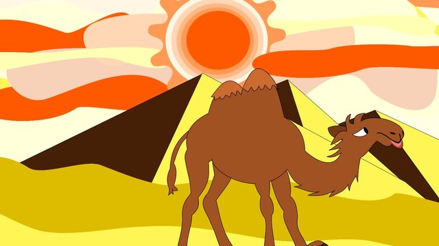 A camel going through the desert near the pyramids