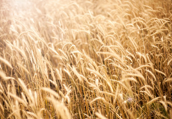 Field of wheat