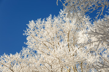 tree branches covered with snow