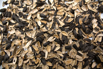 Husks of sunflower seeds. Photo.