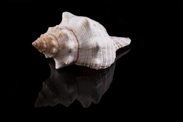 Muschel mit schwarzem Hintergrund und Spiegelung