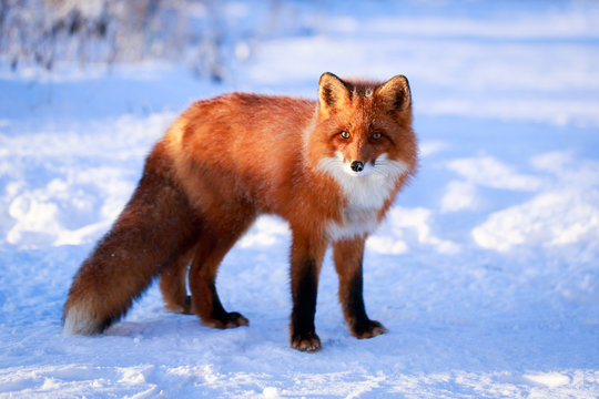 red fox