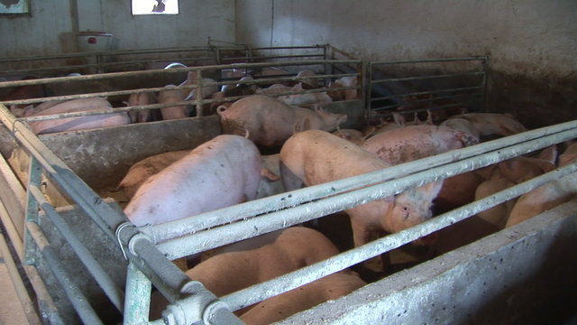 Pigs on a farm