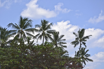 Fototapeta na wymiar Indonesia, Lombok: coconut palm