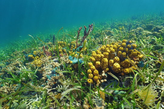 Colorful ocean floor with sea sponge on coral reef