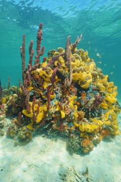 Colorful sponges under the sea in a coral reef