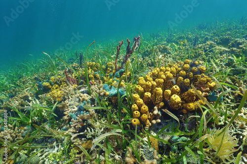 Colorful Ocean Floor With Sea Sponge On Coral Reef Stock