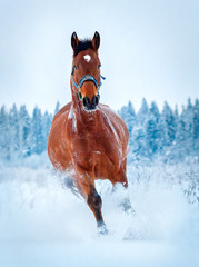 Chestnut horse run gallop in winter - 76481026