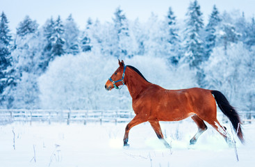 Chestnut horse run gallop in winter