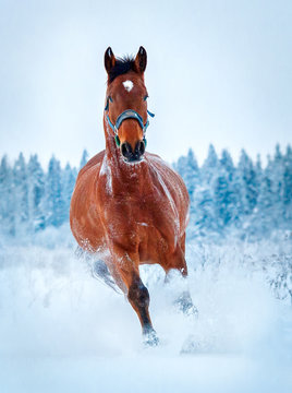 Chestnut horse run gallop in winter