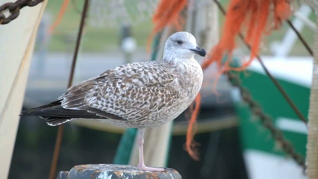 M&ouml;we auf einem Fischkutter