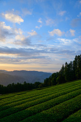 Sea of clouds and Tea plantation
