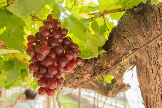 Organic grape