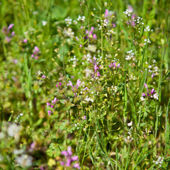 field grass background, shallow depth of field