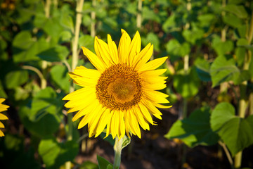 small sunflower closeup