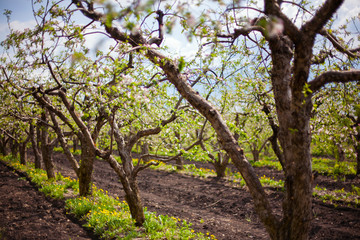 blooming garden and dandelions