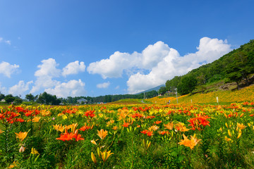 Hana no Sato at Fujimi Highland in Nagano, Japan