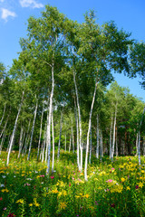 Fototapeta premium Lily and White birch in Hana no Sato at Fujimi Highland in Nagan