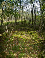 Fototapeta premium Wald bei Prerow auf Darss
