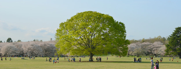 big tree in park