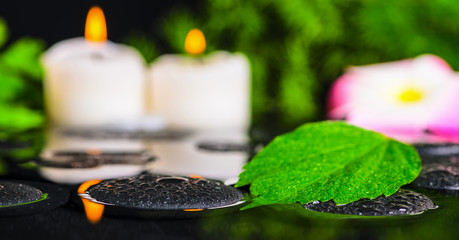 spa concept of hibiscus leaf, plumeria flower, green branch and