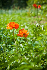 poppies blooming in the grass