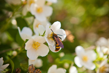 insect on flower jasmine