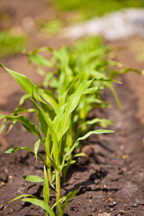 young shoots of corn on a bed