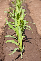 young shoots of corn on a bed