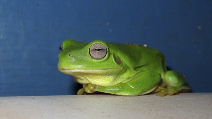 frosch grün
