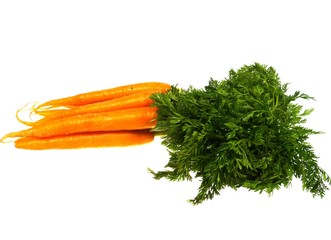 Fresh orange carrots with a green foliage