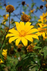 Tithonia diversifolia (Mexican sunflower)