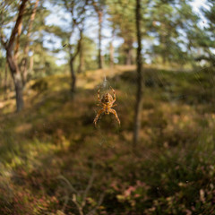 Spinne im Wald bei Prerow auf Darss