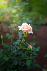 Obraz premium Close-up of white rose